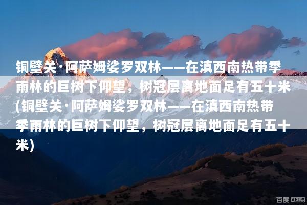 铜壁关·阿萨姆娑罗双林——在滇西南热带季雨林的巨树下仰望，树冠层离地面足有五十米(铜壁关·阿萨姆娑罗双林——在滇西南热带季雨林的巨树下仰望，树冠层离地面足有五十米)
