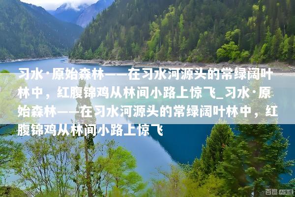 习水·原始森林——在习水河源头的常绿阔叶林中，红腹锦鸡从林间小路上惊飞_习水·原始森林——在习水河源头的常绿阔叶林中，红腹锦鸡从林间小路上惊飞
