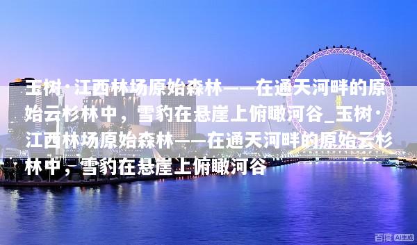 玉树·江西林场原始森林——在通天河畔的原始云杉林中，雪豹在悬崖上俯瞰河谷_玉树·江西林场原始森林——在通天河畔的原始云杉林中，雪豹在悬崖上俯瞰河谷