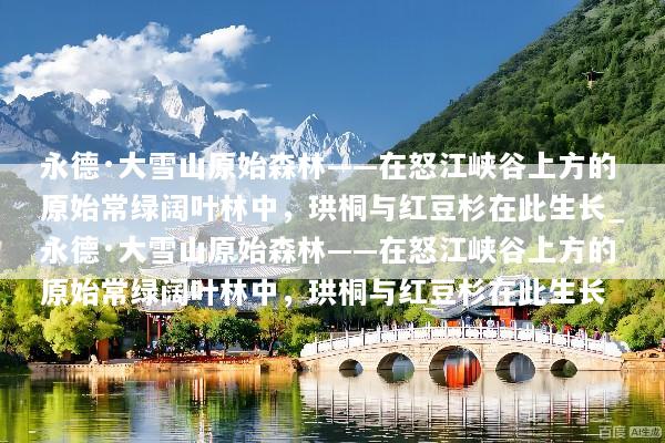 永德·大雪山原始森林——在怒江峡谷上方的原始常绿阔叶林中，珙桐与红豆杉在此生长_永德·大雪山原始森林——在怒江峡谷上方的原始常绿阔叶林中，珙桐与红豆杉在此生长