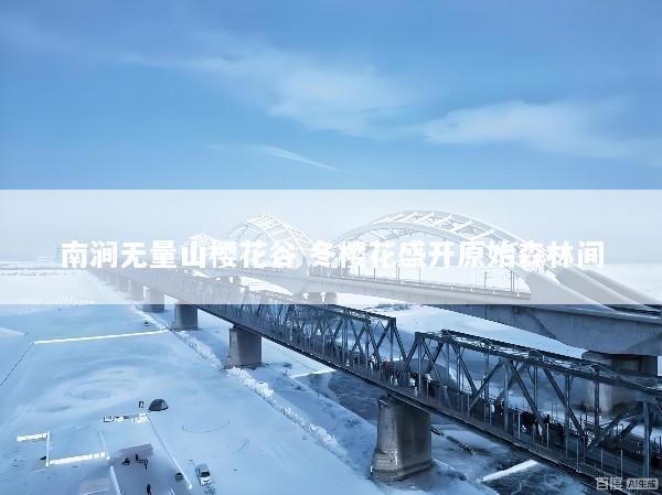 南涧无量山樱花谷 冬樱花盛开原始森林间