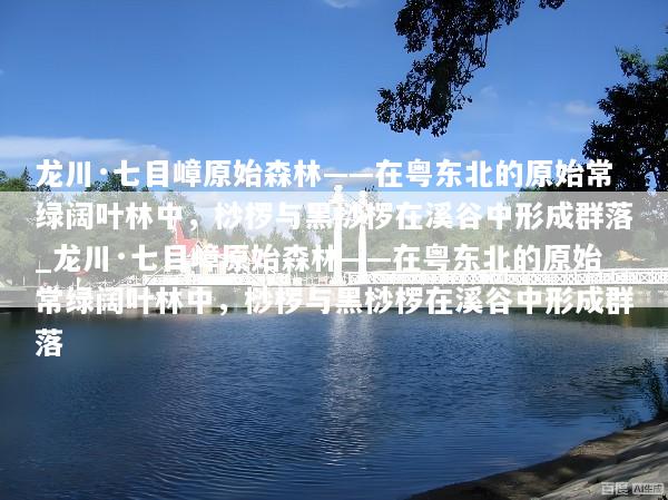 龙川·七目嶂原始森林——在粤东北的原始常绿阔叶林中，桫椤与黑桫椤在溪谷中形成群落_龙川·七目嶂原始森林——在粤东北的原始常绿阔叶林中，桫椤与黑桫椤在溪谷中形成群落